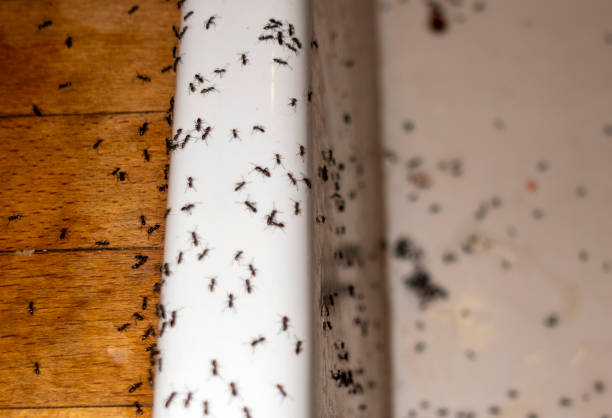 Best Pest Prevention Services  in Tunica Resorts, MS